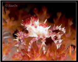 Soft coral Crab. At popoh, Manado. by Han Peng Lim 
